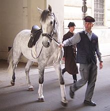 https://upload.wikimedia.org/wikipedia/commons/thumb/6/6d/Lipizzaner_DSC02450.jpg/220px-Lipizzaner_DSC02450.jpg